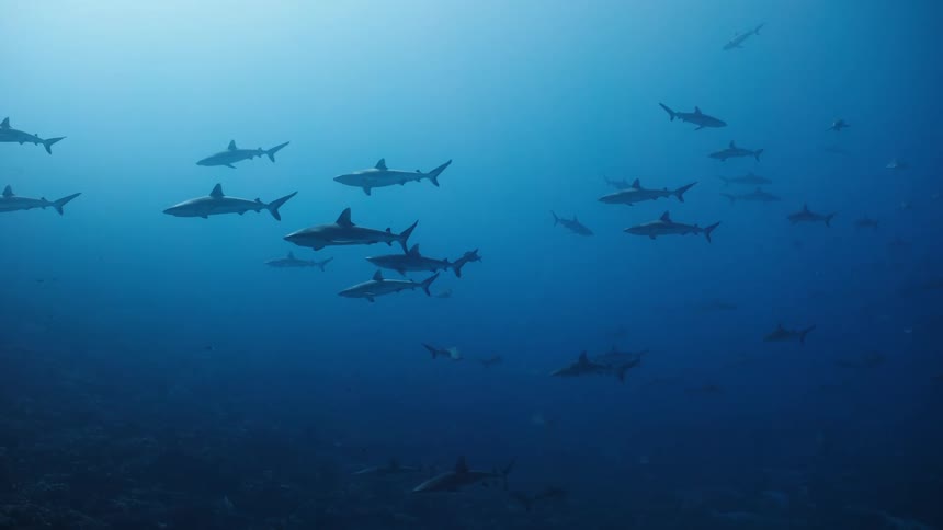 A view of a large school of sharks as they swim through deep blue water