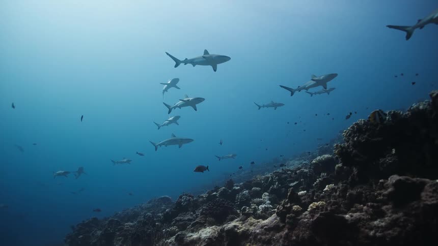 Sharks swimming over the seabed with smaller fish