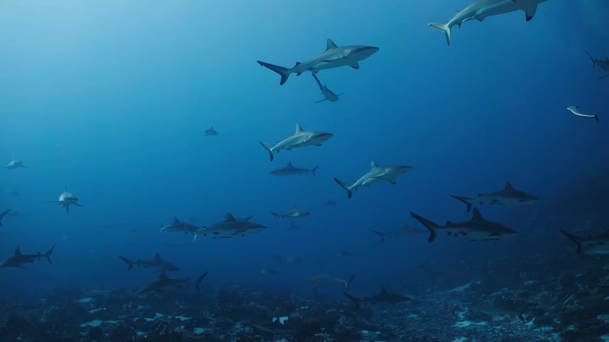 School of sharks swimming over the seabed