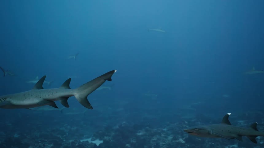 Shark swims in deep water with others in the background