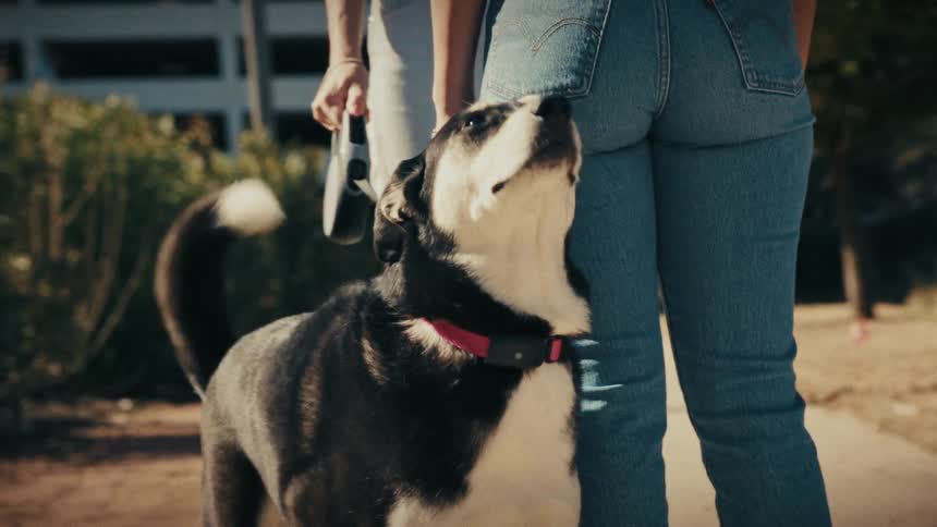 A close view of a black and white dog with a red collar standing on a path while a woman in blue jeans pets its head on a sunny day