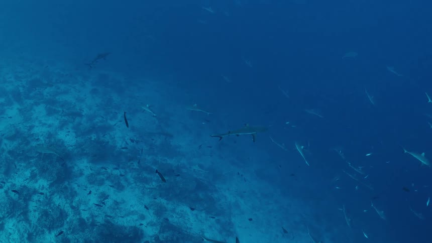 Sharks swimming above marine reef