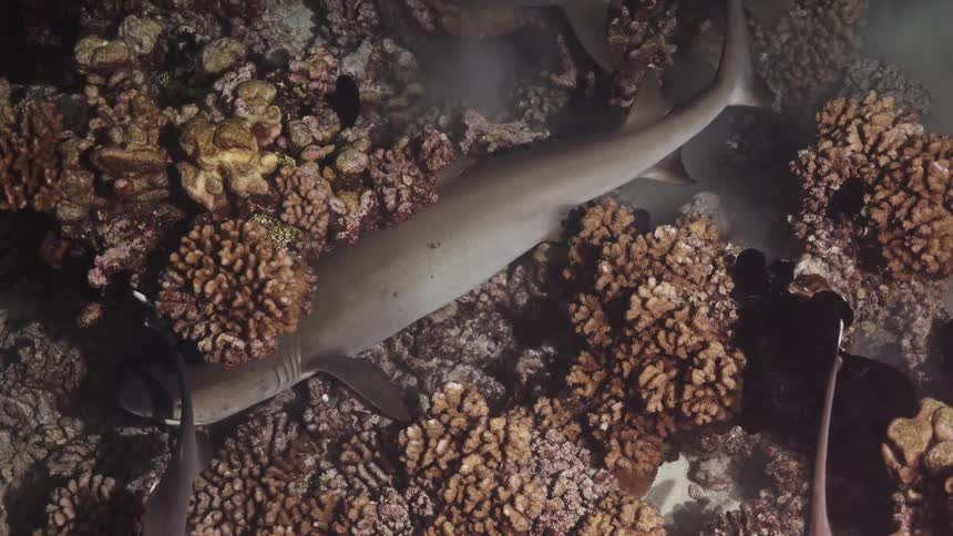 Group of reef sharks with whitetipped fins swimming above colorful coral reef