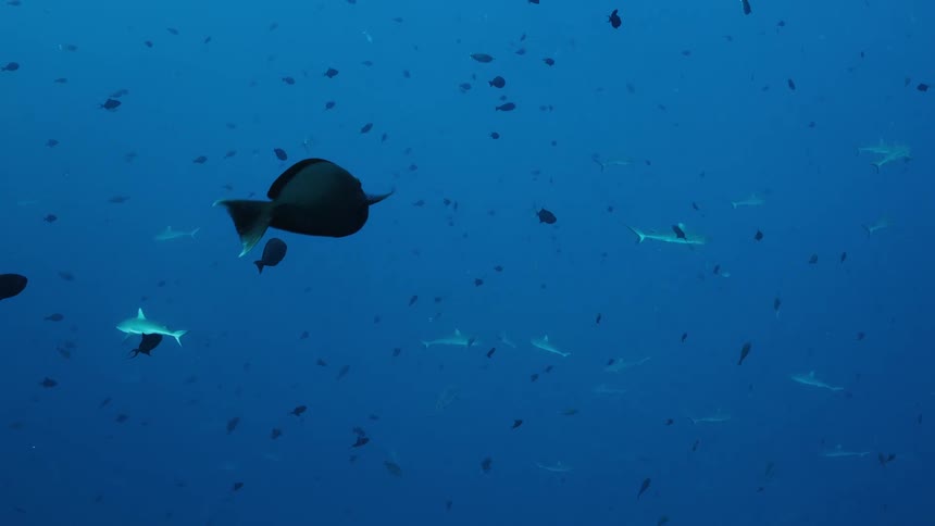 Sharks swim in deep blue water surrounded by smaller fish