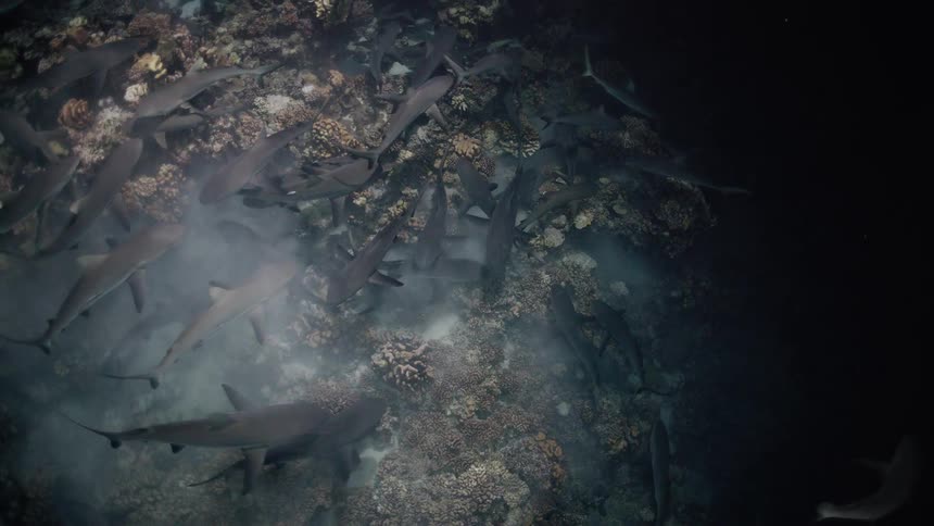 School of sharks swims over coral reefs in deep water