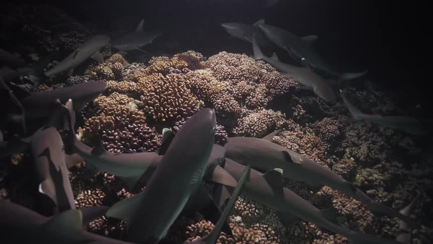 A large pack of sharks swims over a rocky reef in dark water at night