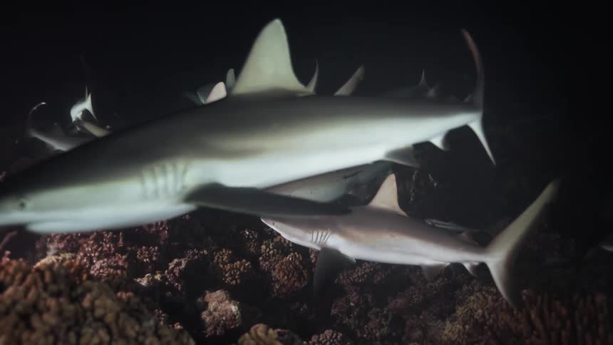 A large group of grey reef sharks swims aggressively over a dark coral reef