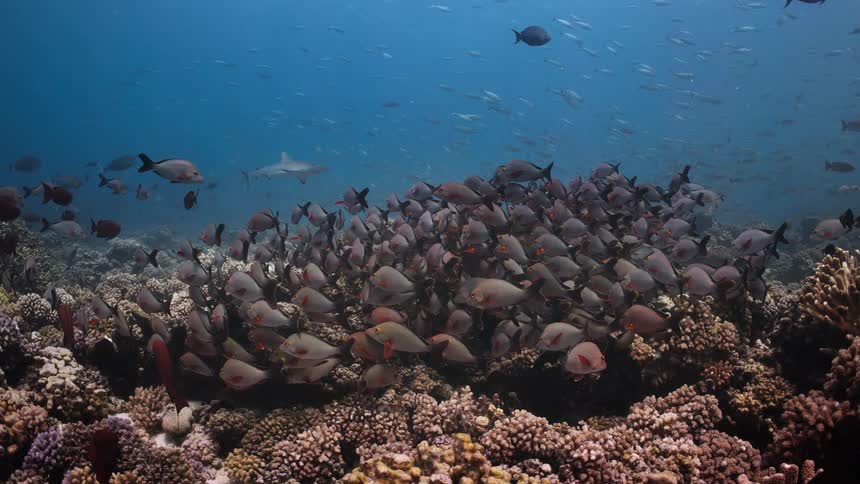 School of fish swimming above coral reef