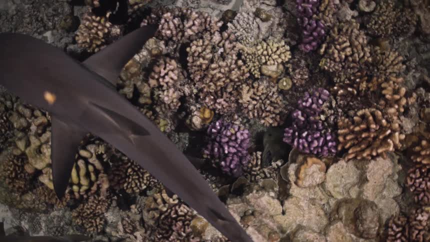 Shark swimming over coral reef
