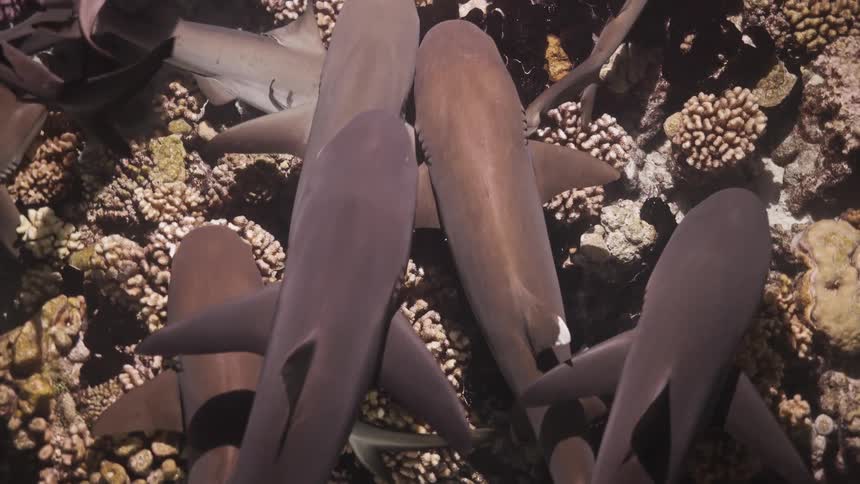 A group of small sharks swimming near the ocean floor