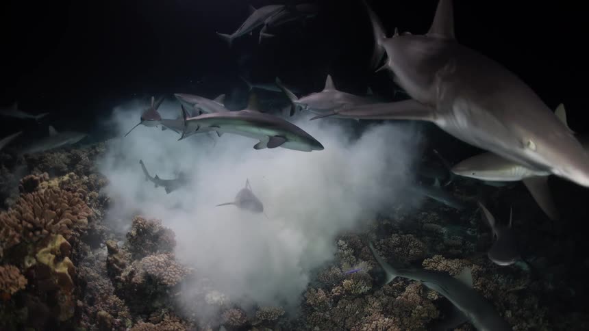 A large pack of sharks swims over a coral reef in dark water at night while a bright light illuminates a cloud of white sand on the ocean floor