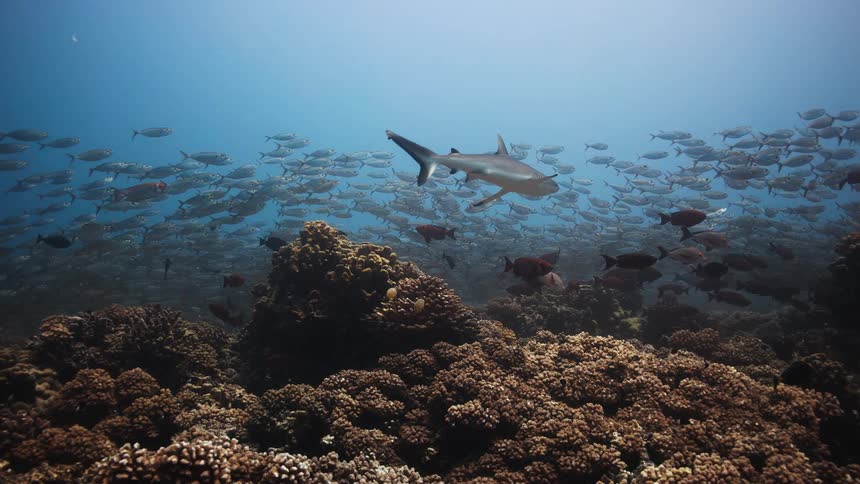School of fish swims over a coral reef while a shark approaches from the left