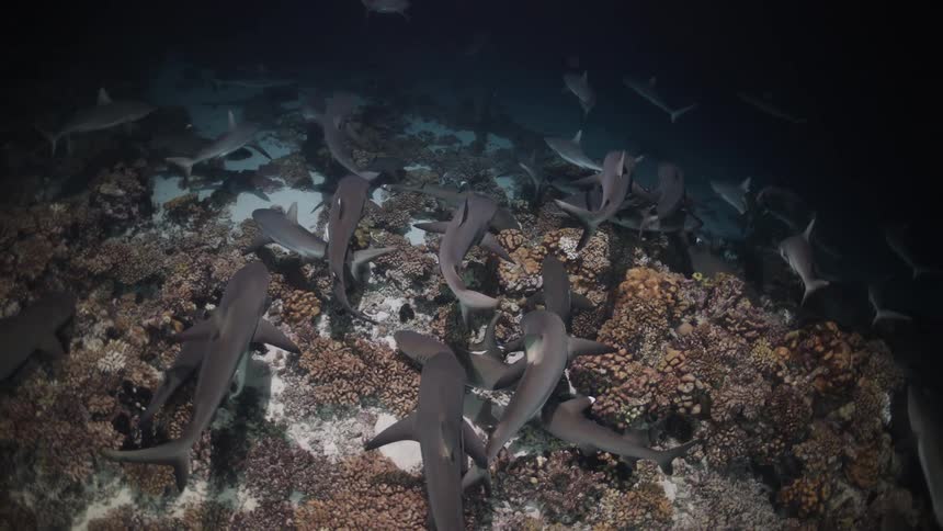 Sharks swimming above coral reef under light