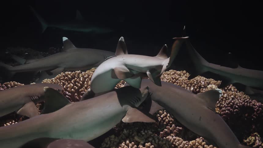 Group of sharks swimming over coral reef in nighttime underwater setting