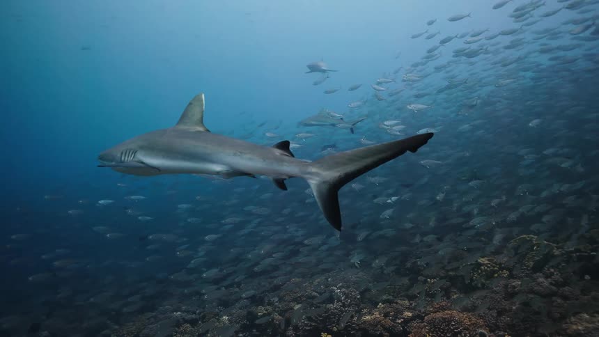Shark swimming among school of fish above coral reef