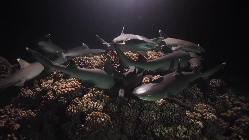 A large school of grey reef sharks and white tip reef sharks swims together over a coral reef in dark water at night