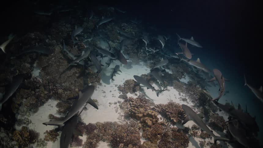 A large pack of grey reef sharks swims together over a colorful coral reef on the ocean floor in dark water at night