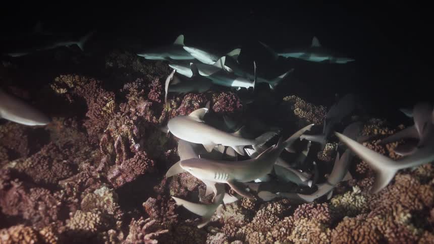 Group of sharks swimming over coral reef in nighttime setting