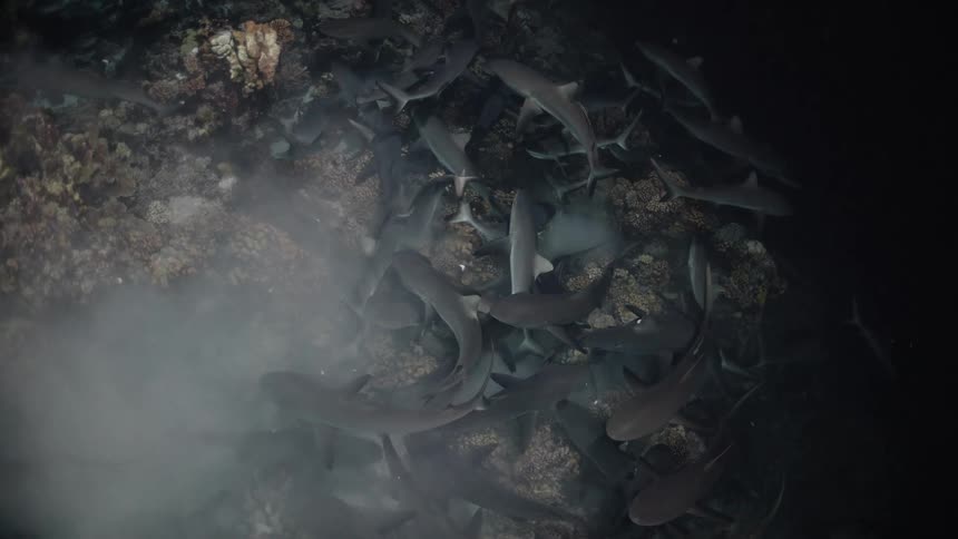 Large group of sharks moves over coral reefs in deep water