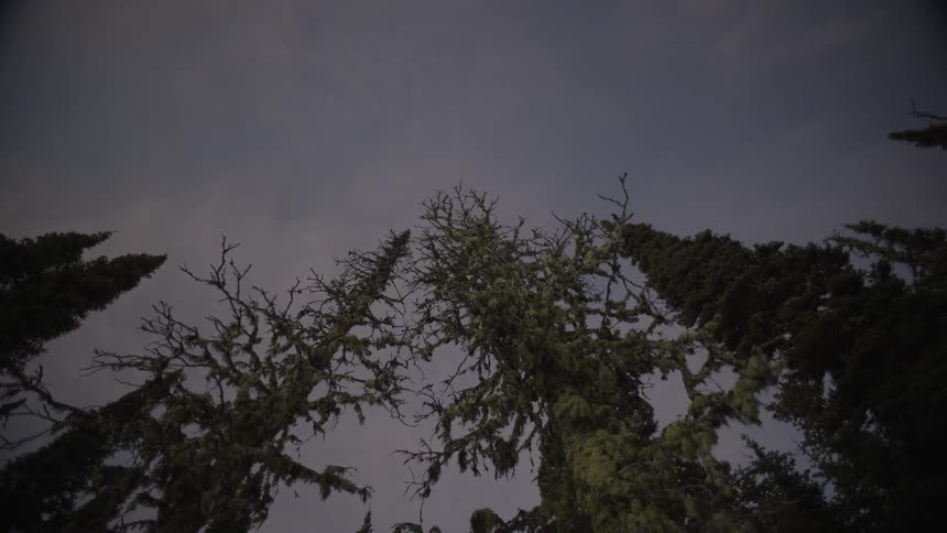Mosscovered trees against night sky
