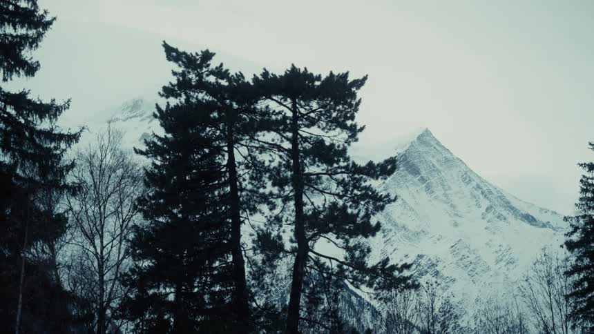 A snowcovered mountain rises behind dark pine trees as the treetops subtly shift in the cold air under a pale overcast sky