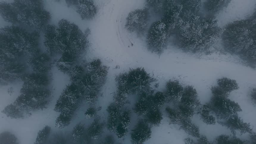 Snowcovered forest seen from above