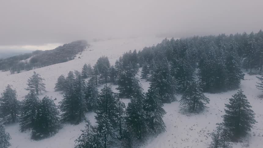 Trees and woodland on snow covered mountains