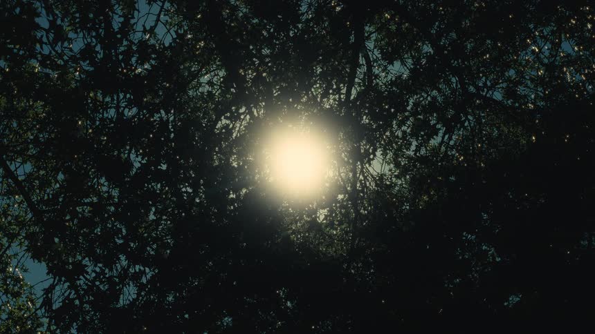 Bright golden sunlight shines through the dark dense leaves and branches of a tree against a clear blue sky