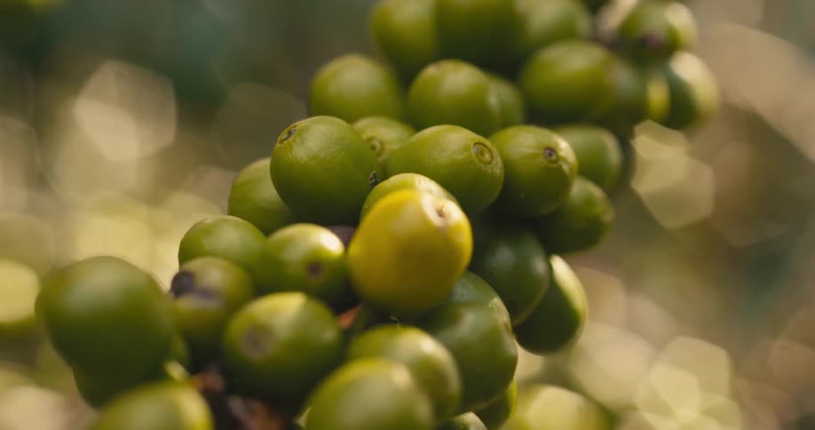 A series of green ripening coffee cherries on a branch of a coffea plant on a farm at midday