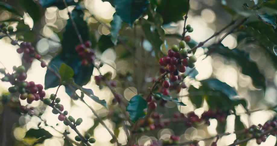 Branches with red and green fruits among leaves illuminated by natural light