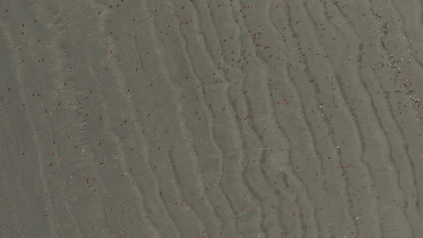 Aerial view of crabs scattered across sand with ripple patterns