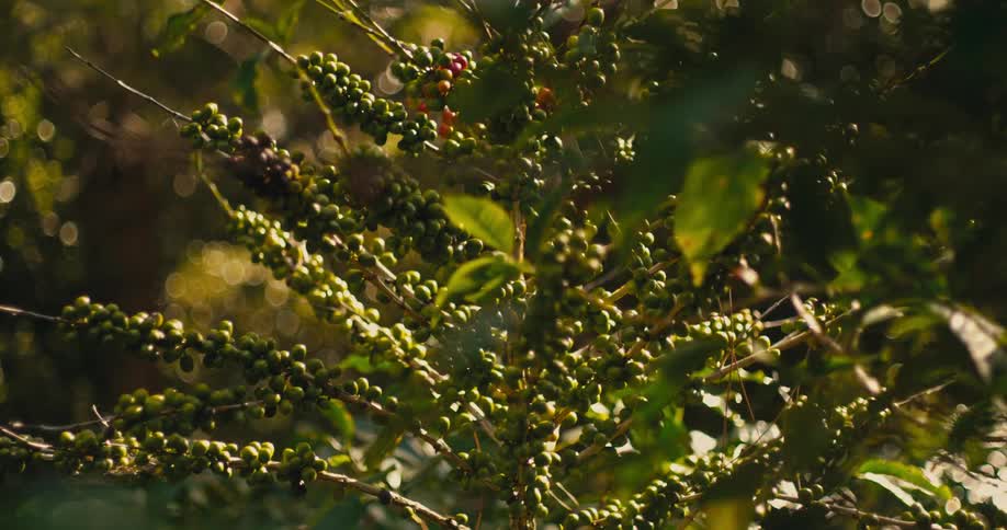 Branches with clusters of green berries illuminated by sunlight