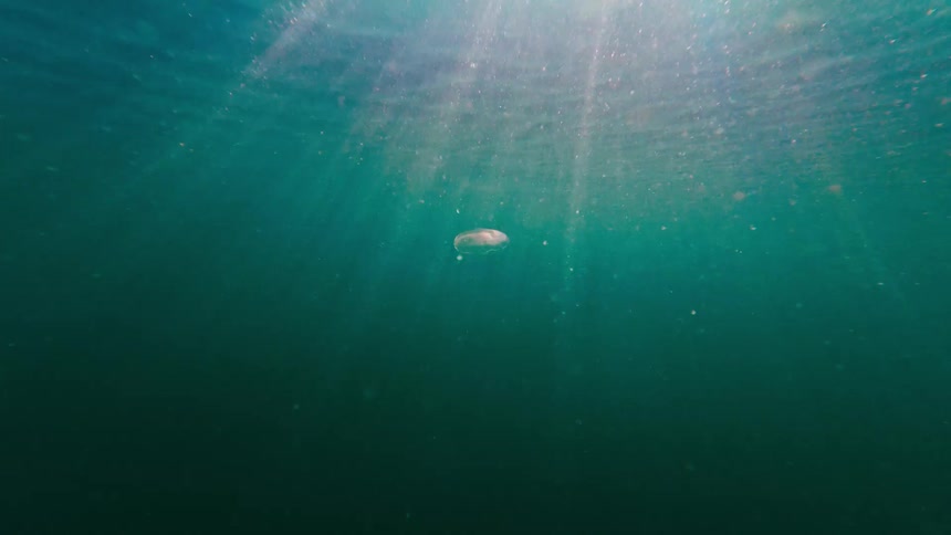 The jellyfish is swimming underwater