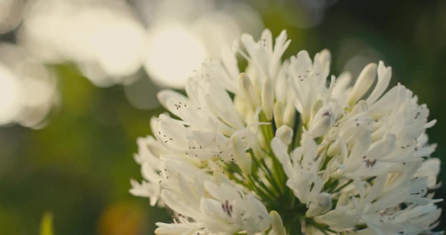 A close up shot shows a white flower blooming in a garden while soft sunlight creates a bokeh effect in the background foliage