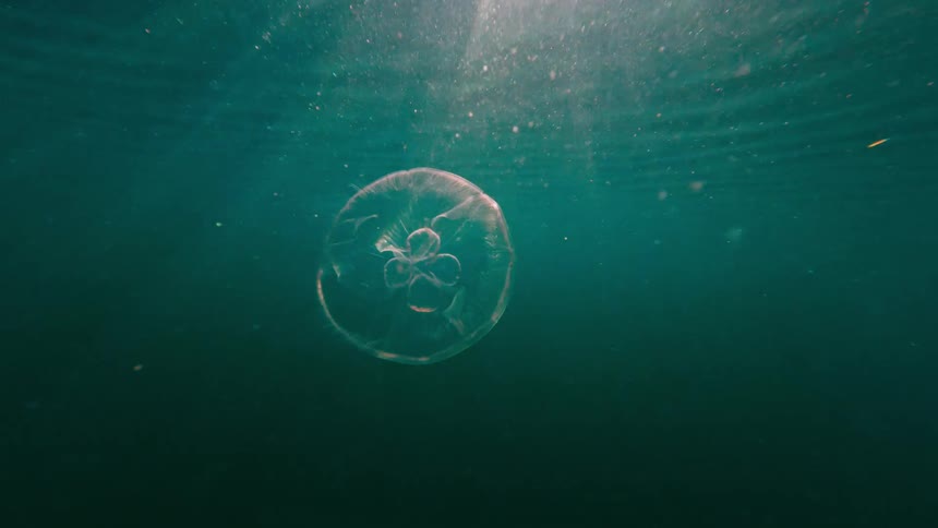 Transparent jellyfish floats beneath the surface in bluegreen water
