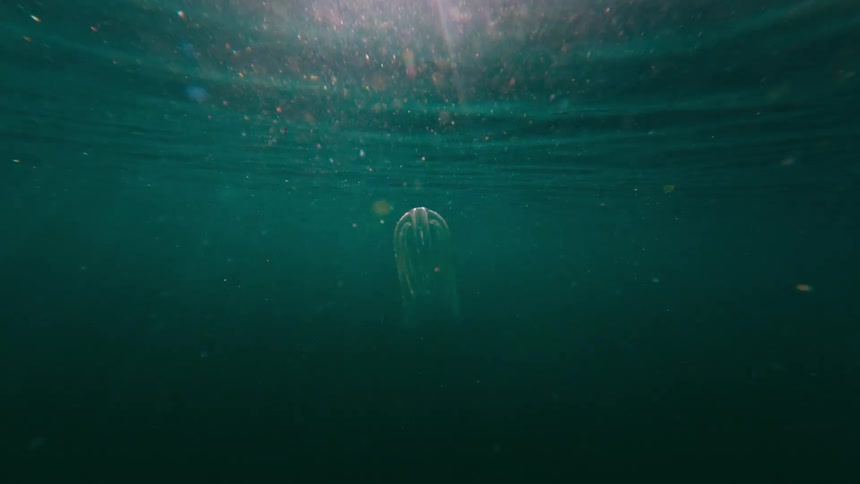 An underwater view of swimming