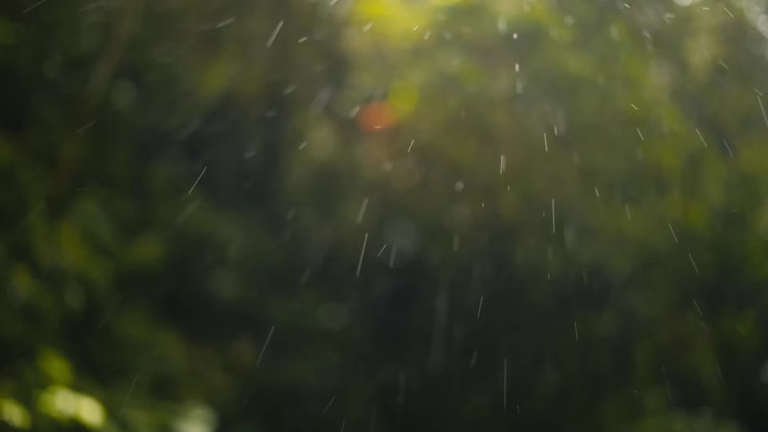 A view of rain in a forest on a sunny day