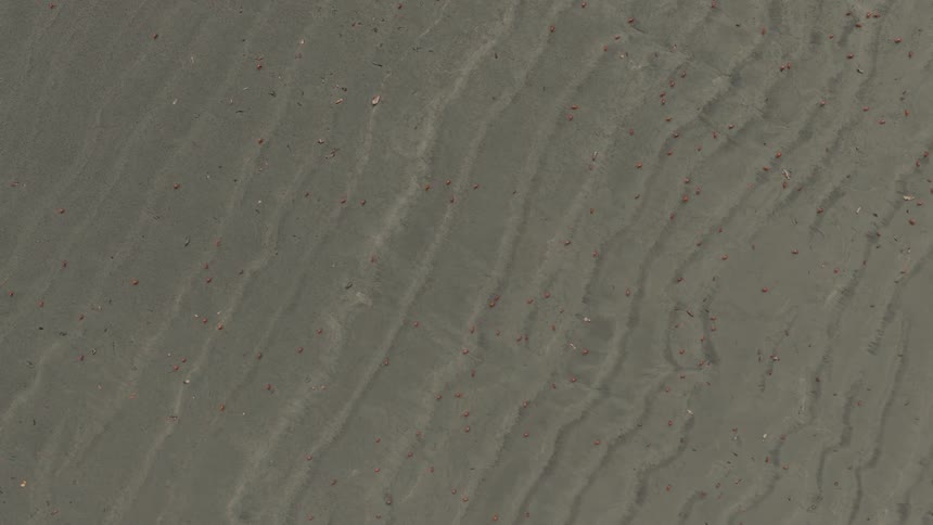 Several small red crabs scuttling across a wet sandy beach with prominent ripples