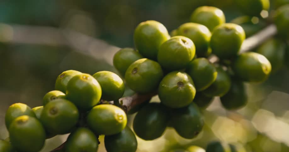 Olives on the branch of a tree outdoors during day time