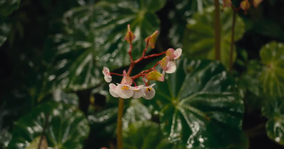 A plant with several small colorful flowers gently sways in the wind
