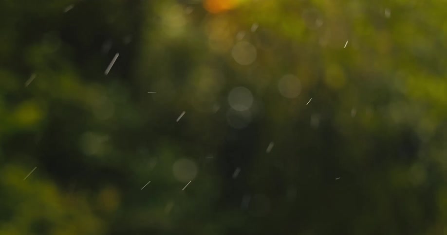 Rain falls steadily through warm golden sunlight in a dense forest