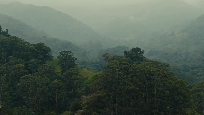 Aerial view of mist rising over a dense green forest valley
