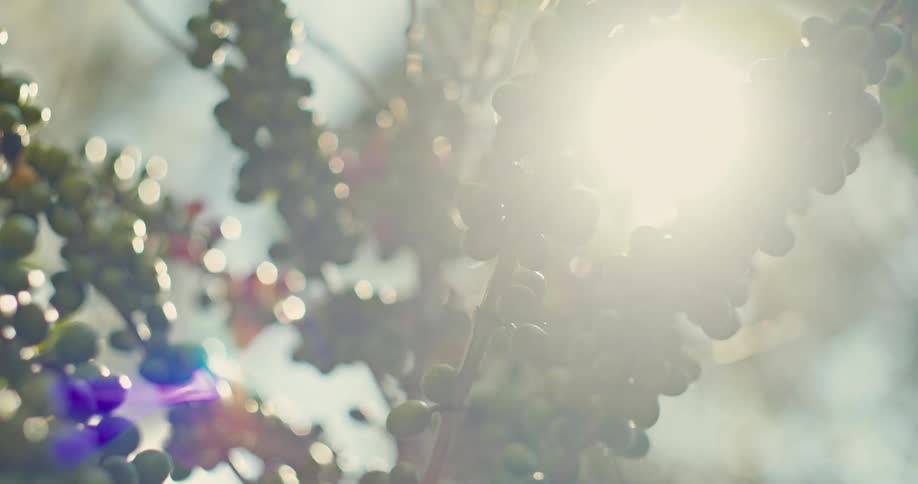Clusters of green berries illuminated by sunlight among leaves