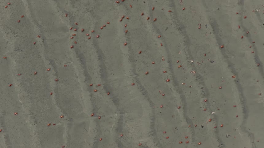 Hundreds of small red crabs crawl across a wide expanse of grey rippled sand