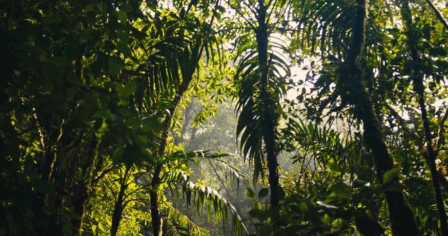 Bright morning sunlight filters through a dense canopy of tropical palm trees and lush green foliage in a thick jungle