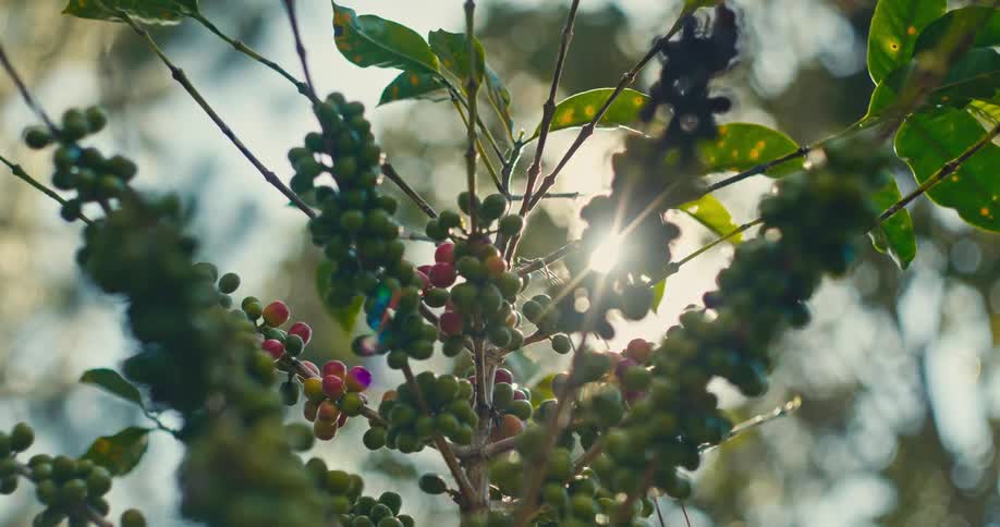 A plant with many small berries on it gently sways in the wind