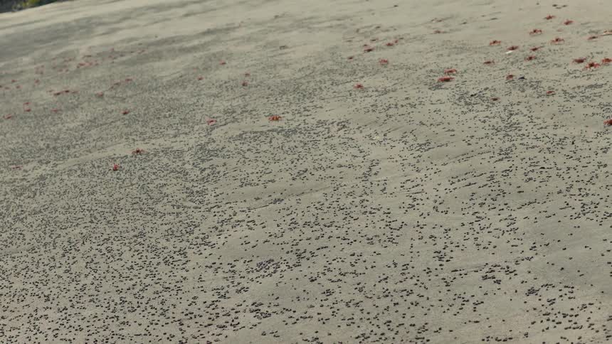 Large number of crabs scattered across the beach sand