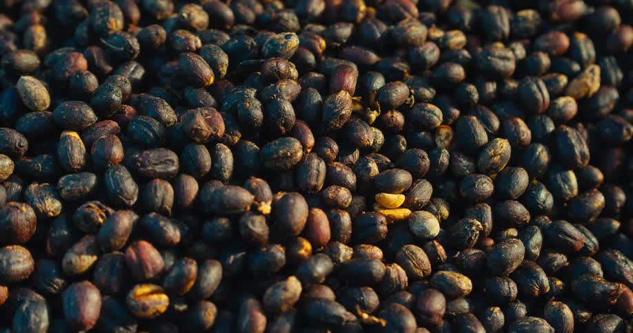 Dark beans scattered under golden light