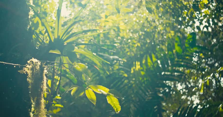 Sunlight filters through the leaves of lush green plants and trees in a dense tropical forest
