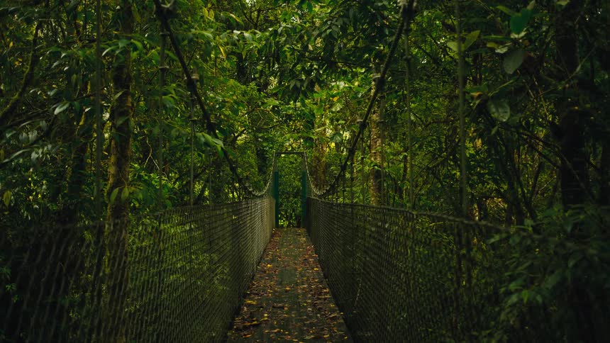 A narrow suspension bridge with wire mesh sides and wooden planks covered in fallen leaves stretches through a dense green forest with thick foliage and tall trees